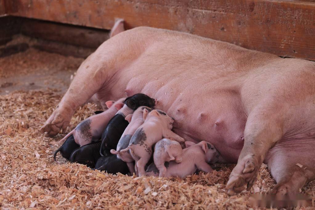 公猪繁殖母猪的过程图片
