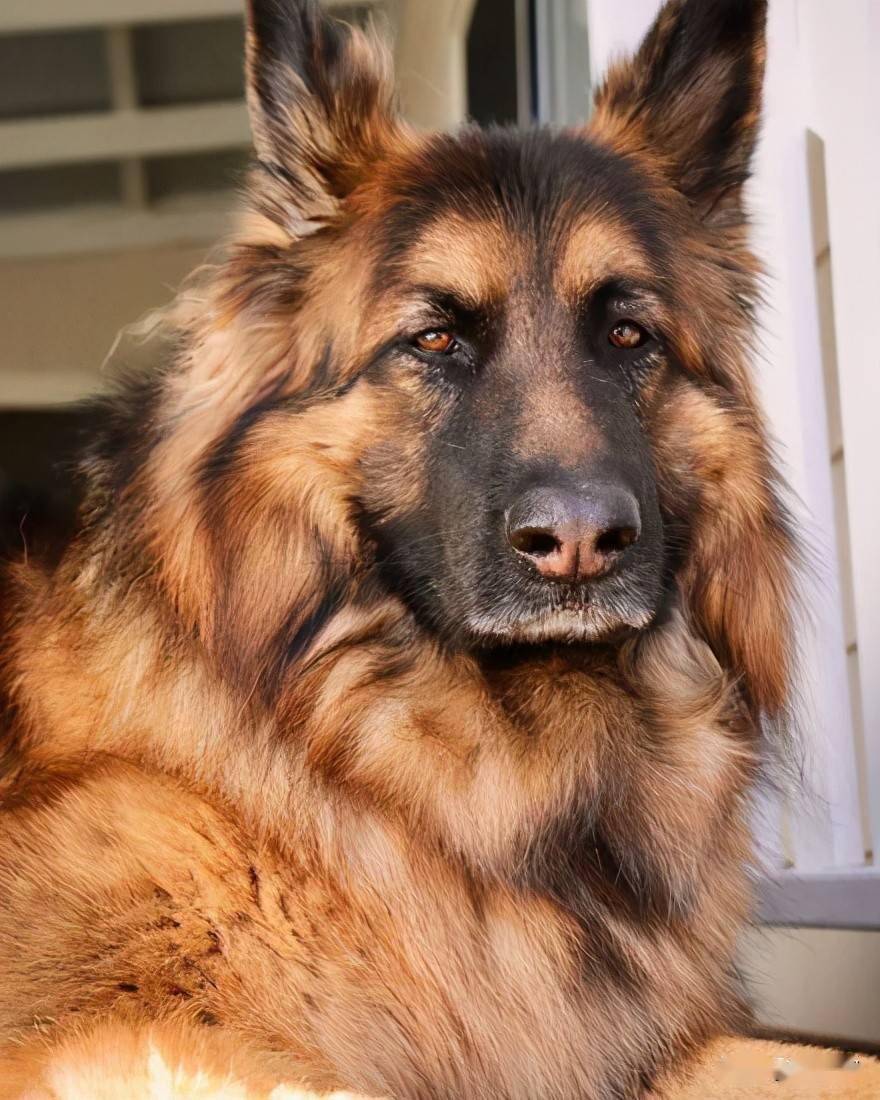 德牧拍照时非常冷酷,但下一秒就现出了原形,反差太大了