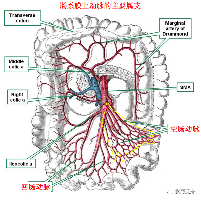 肠系膜动静脉图片