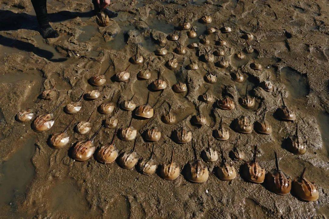 鲎我以我血荐轩辕