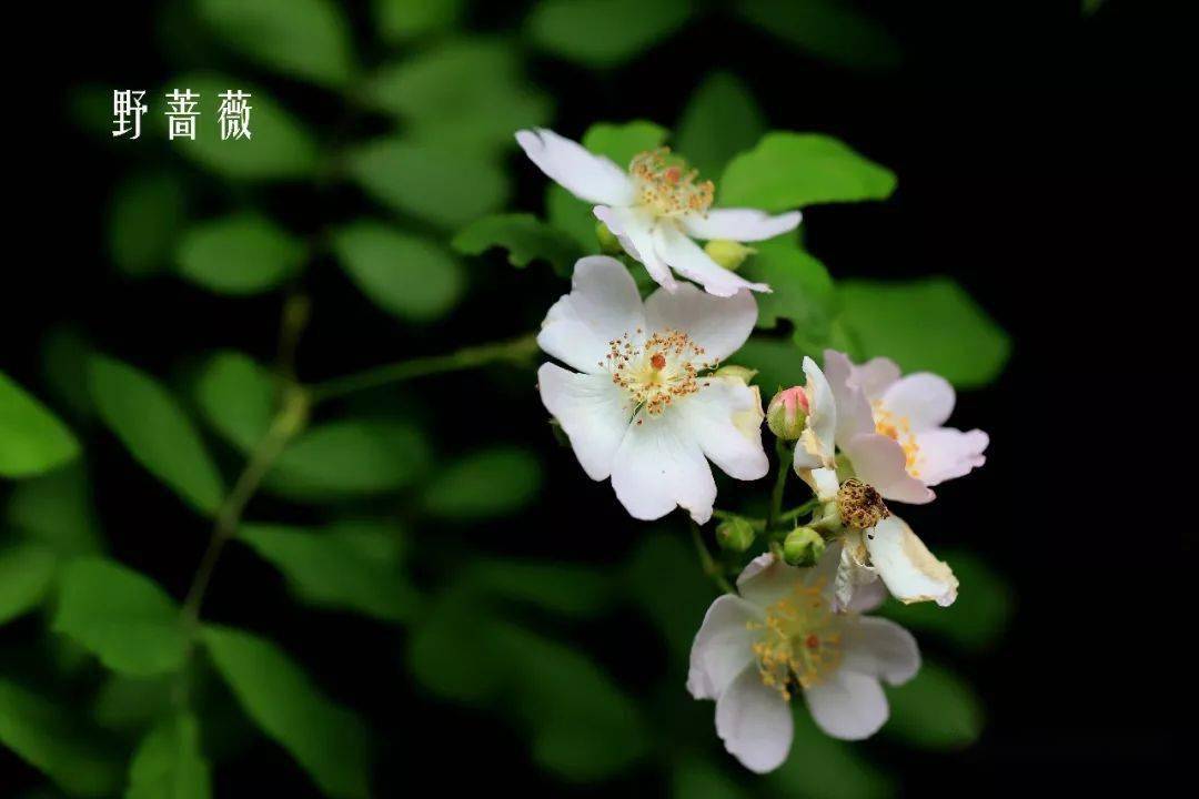 蔷薇 连春接夏开 风好带香来 托叶