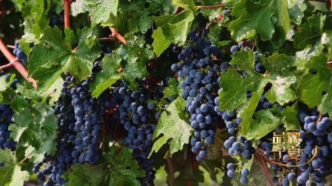 贺兰山东麓葡萄酒:得天独厚的自然条件 日积月累的酿酒传统_宁夏