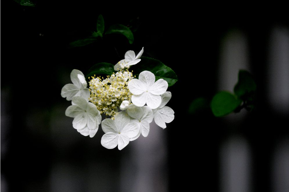 琼花开了 烟花三月下扬州 绝不能错过 隋炀帝