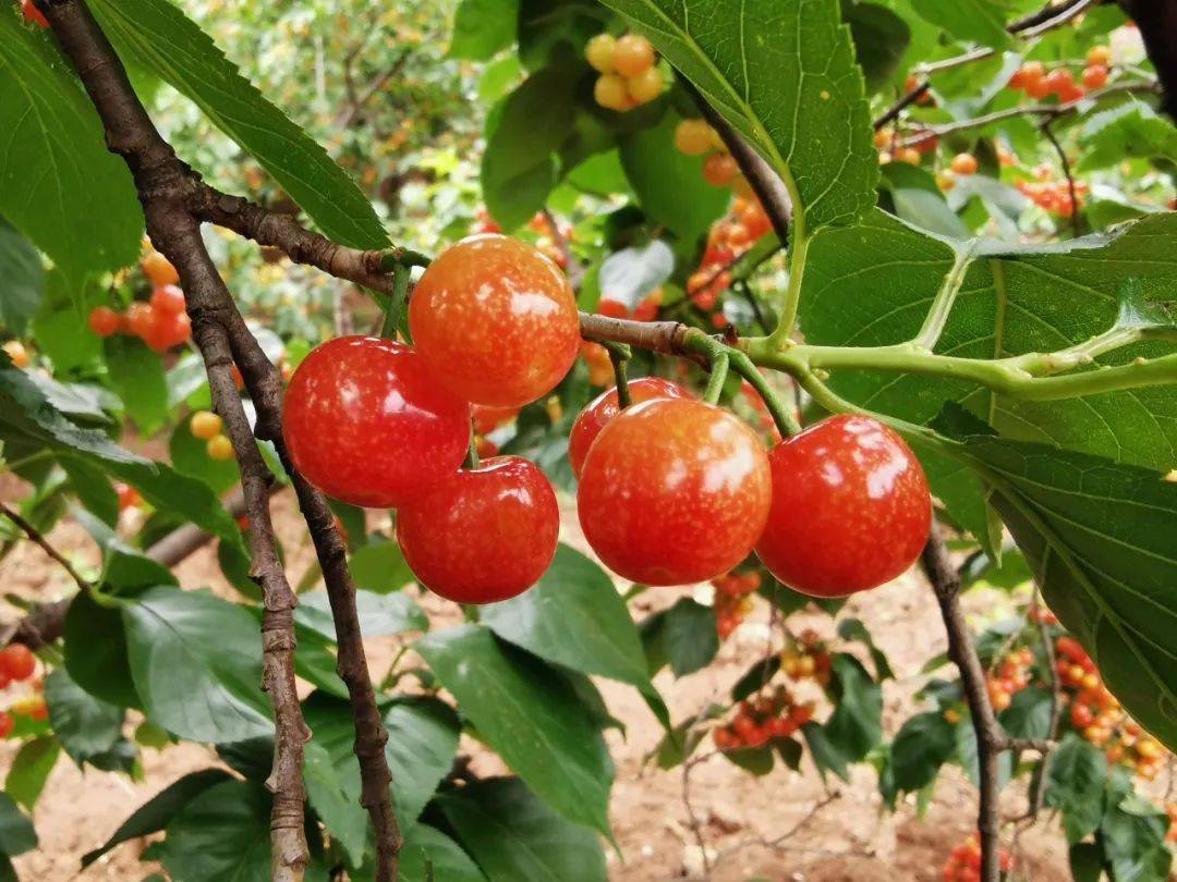 鲁甸小寨樱桃熟了