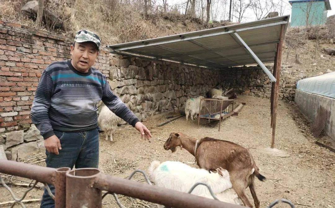 这个羊圈位于金守亮家住房的前面,里面全是绒山羊,体重最大的有160多