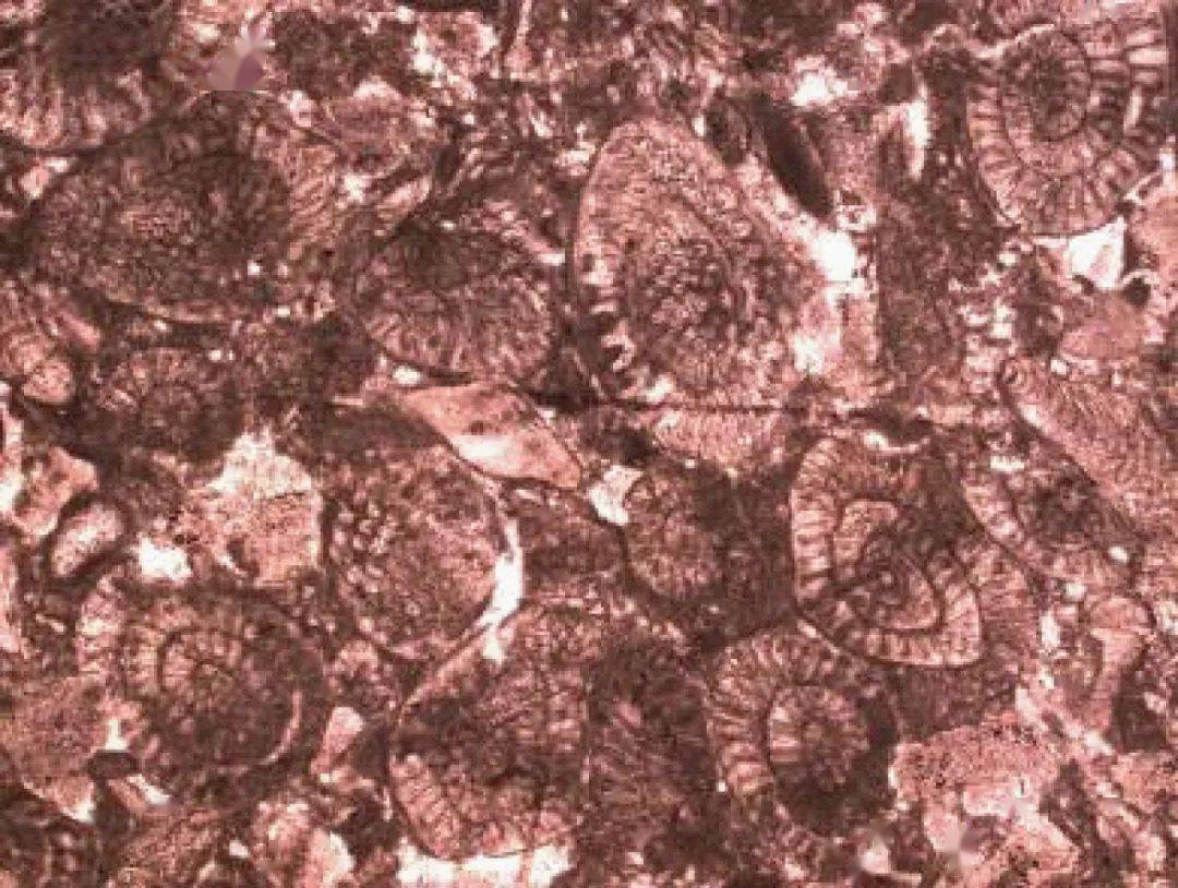 二叠纪末灭绝的蜓类动物化石.(图片来自沈延安课题组)