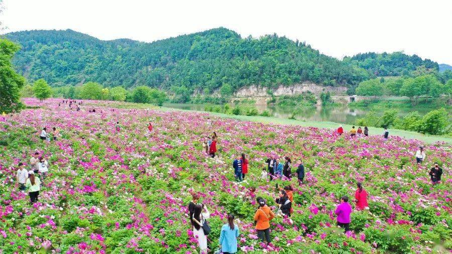 跟着镜头云赏花遂宁的这片芍药花海太美啦赶紧来打卡