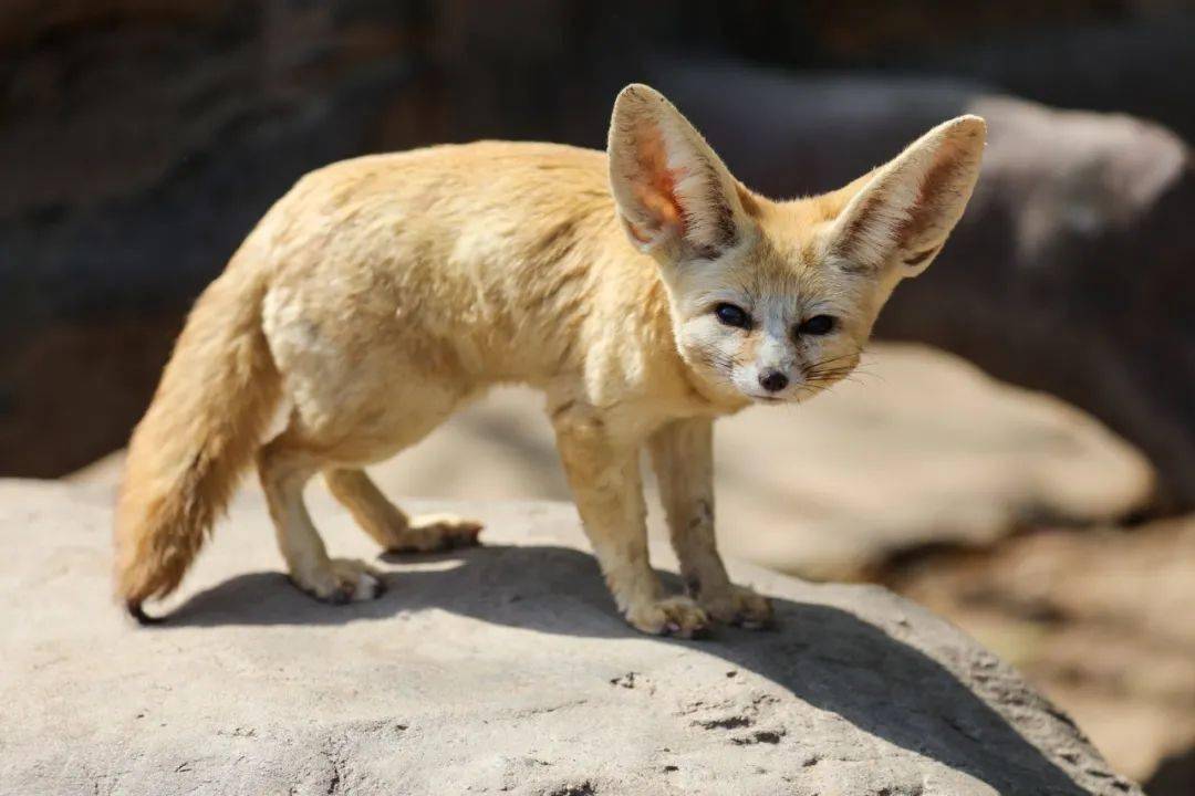 在上野的小动物乐园里身材娇小,耳朵巨大的动物引人注目它就是网红