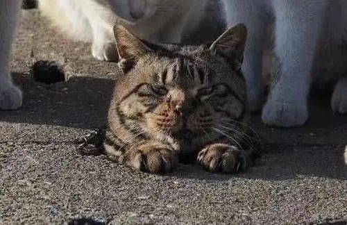 问君能有几多愁,恰似警戒桩卡猫头