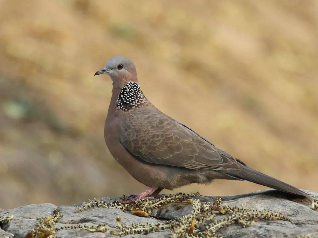 珠頸斑鳩,陸禽.