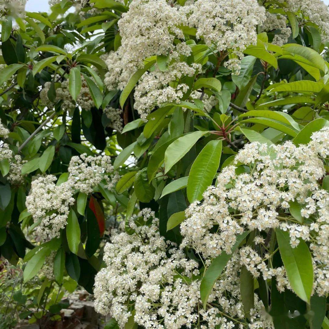 石楠花又开 但苏格兰威士忌里的石楠是否就是那传说中不可描述的气味 味道