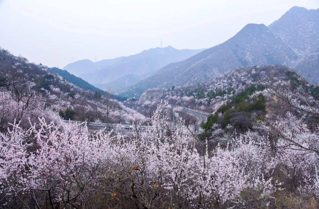 昌平花事十里桃花林唯美怀长路