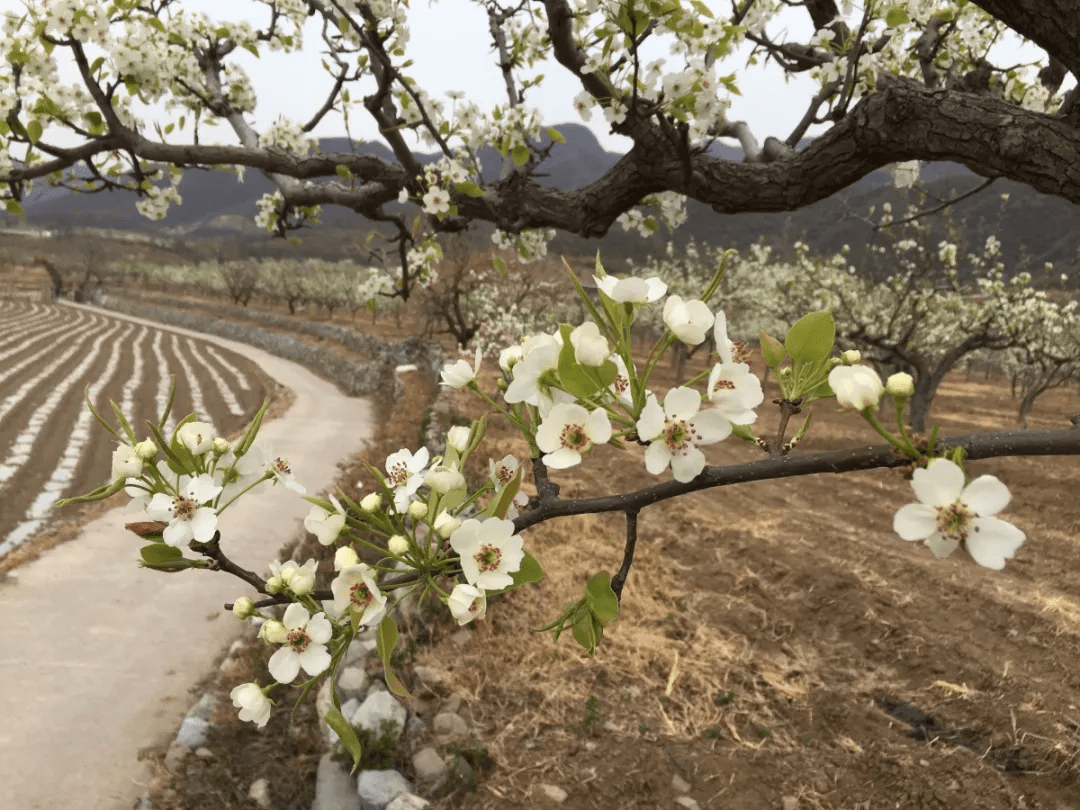 京郊赏花京西门头沟东山梨花开似雪赏花模式开启