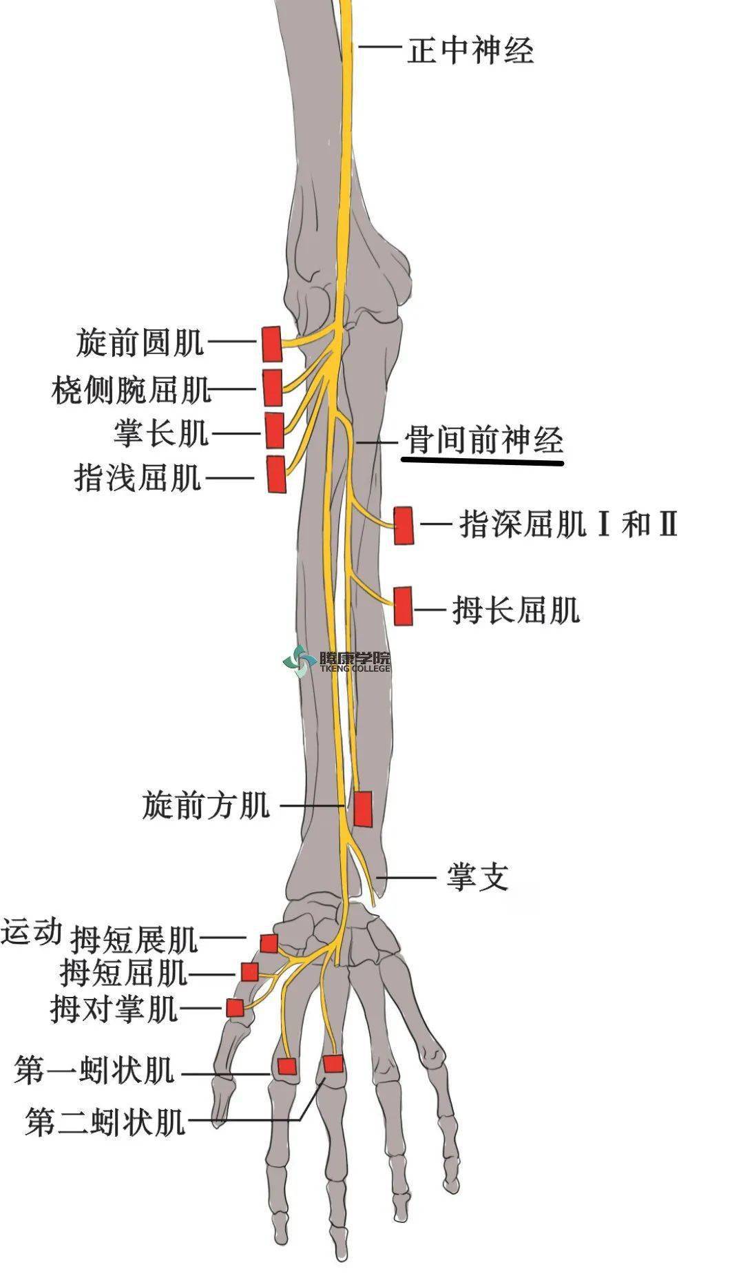 关节屈曲力减弱,如拇长屈肌完全瘫痪可表现为捻征,屈肘时可发现旋前