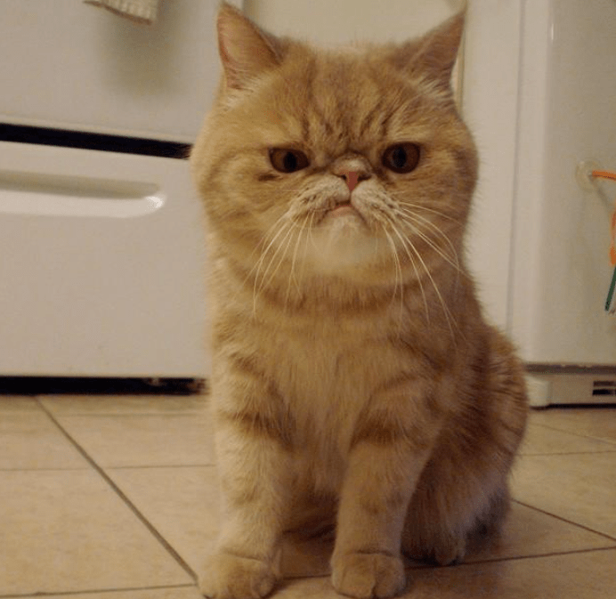 当一只猫长出了地包天谢谢有被丑到