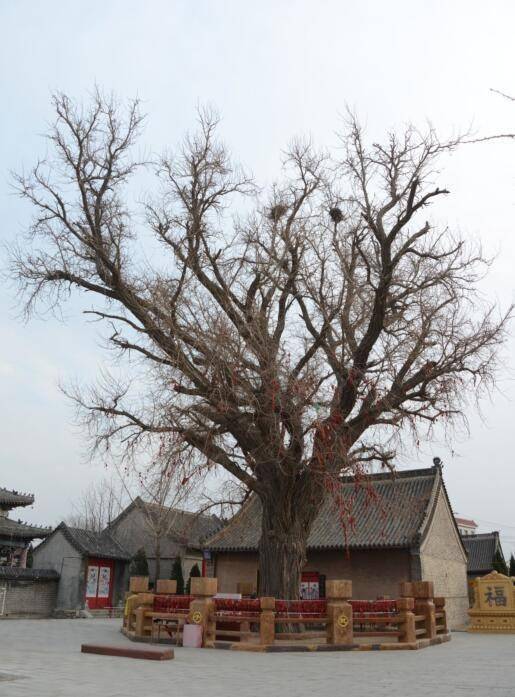 收录散生古树名木495株,大连首部古树彩色图书出版_树龄