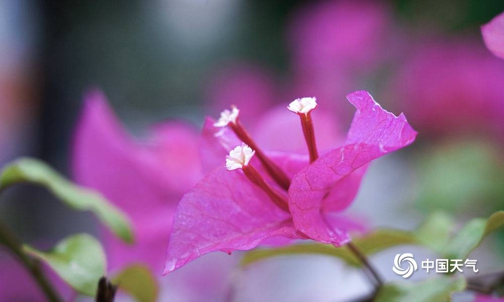 广西河池四月繁花盛开 雨中赏花别有风味