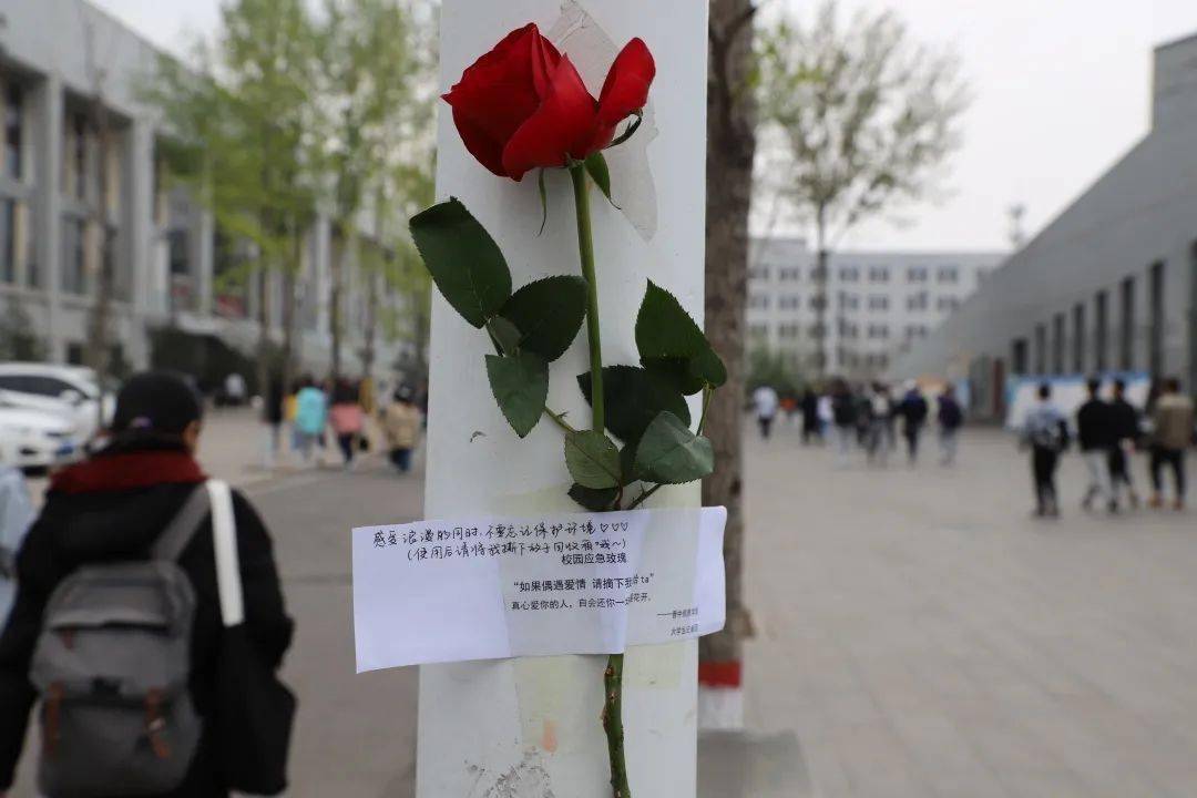 你见过这么有爱的学校吗校园应急玫瑰专场