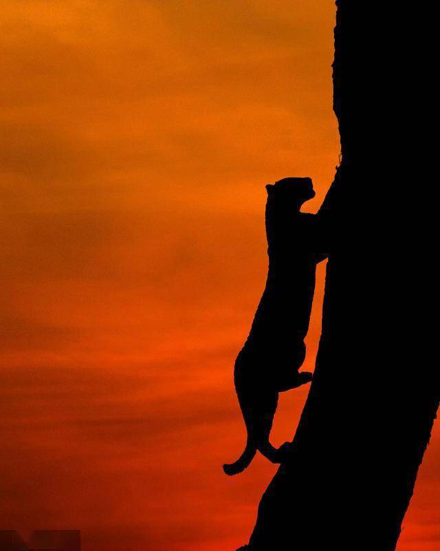 肯尼亚野生动物日出唯美剪影 宛如《狮子王》开场场景令人惊叹