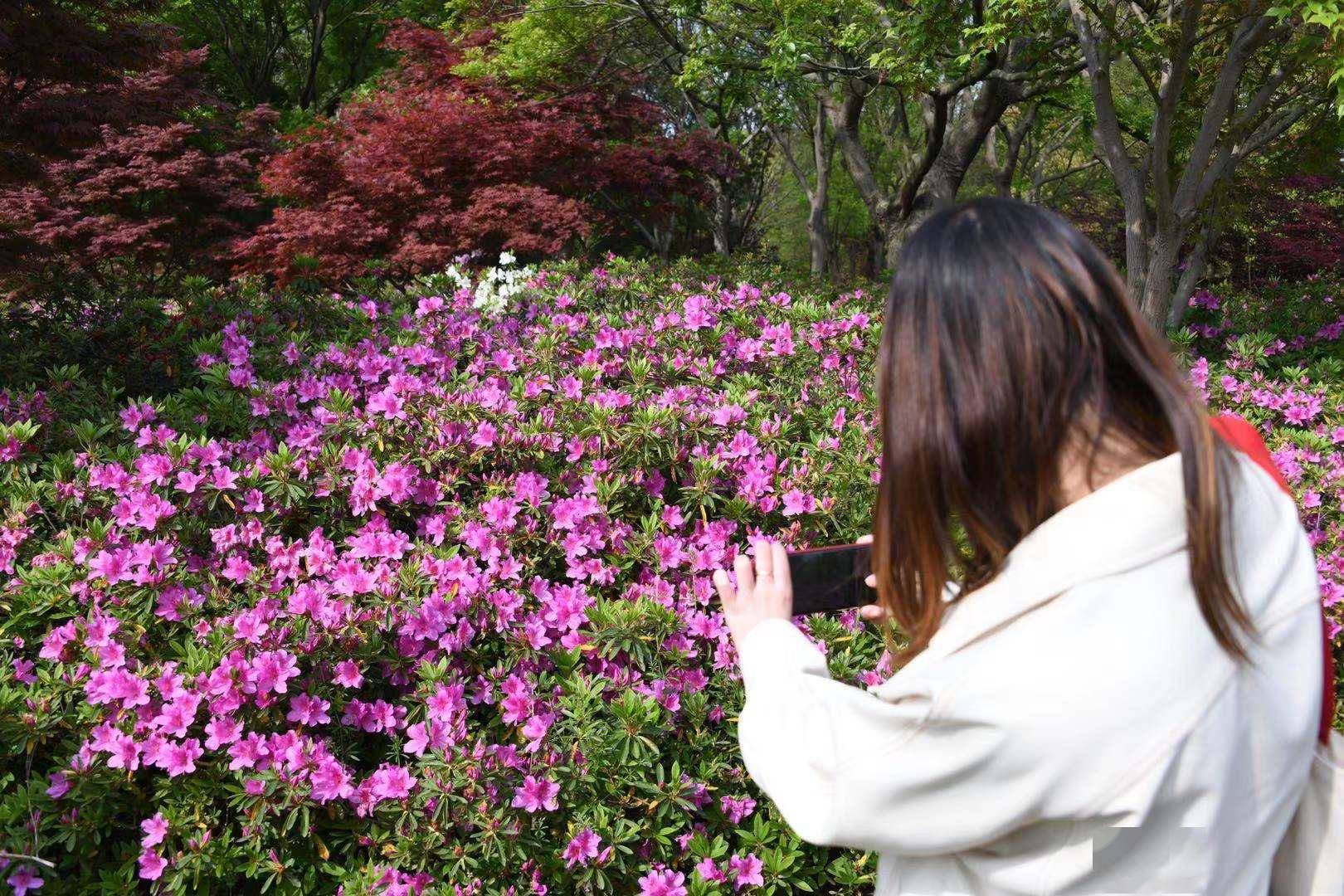 滨江森林公园正春色，2万余株杜鹃盛放怎一个美字了得