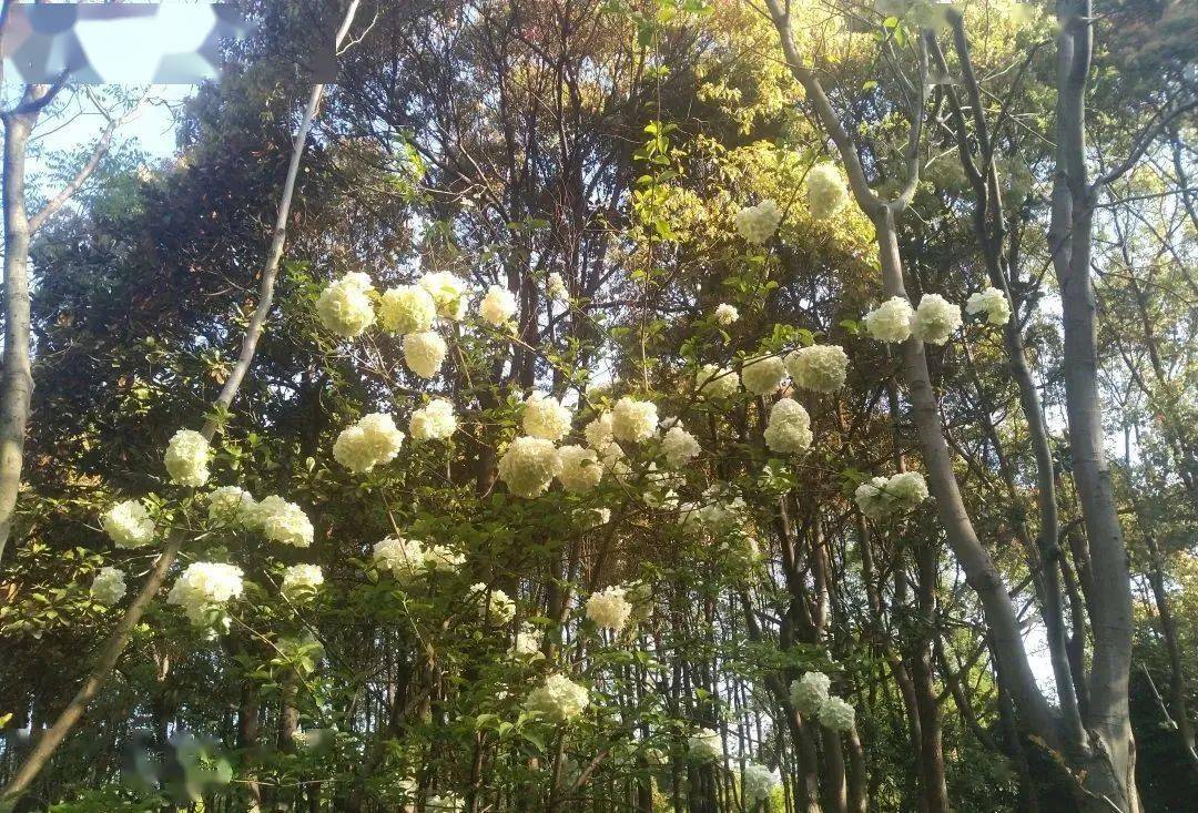 探索梨花木绣球杜鹃花宝山和松江赏花正当时