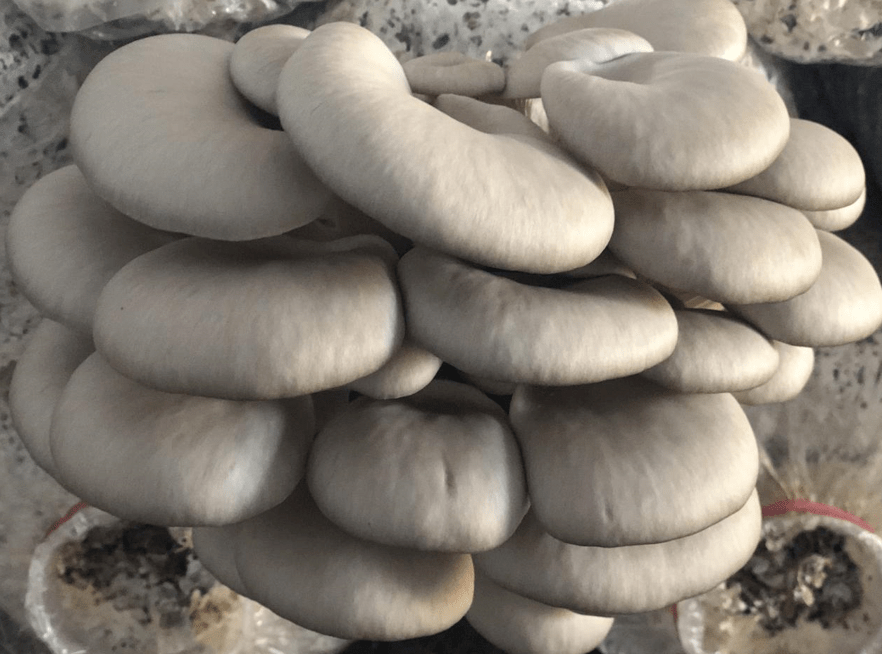 4月14日,在黄土岗镇长岭岗村食用菌种植基地里,一排排整齐的菌棒袋上