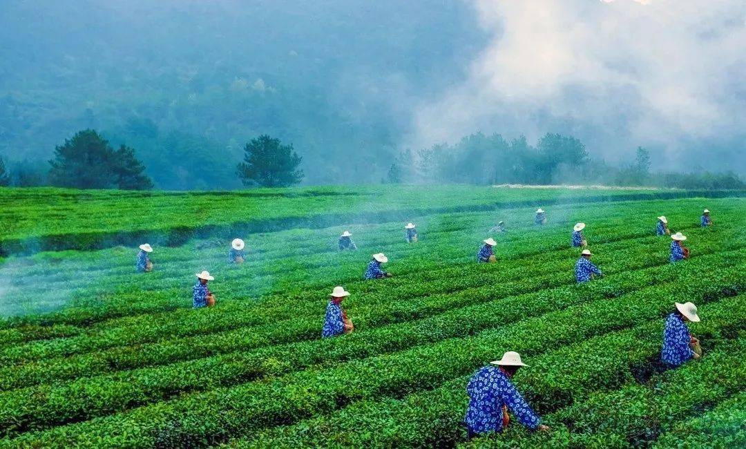 远安黄茶鹿苑村图片