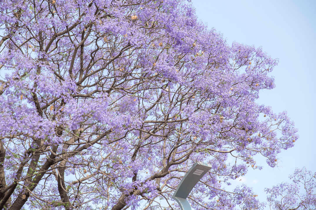 开了西昌蓝花楹初绽放高清美图提前欣赏