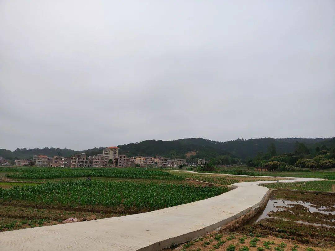 老区新貌富林界石村鸡鸣三县偏远村的产业振兴曲