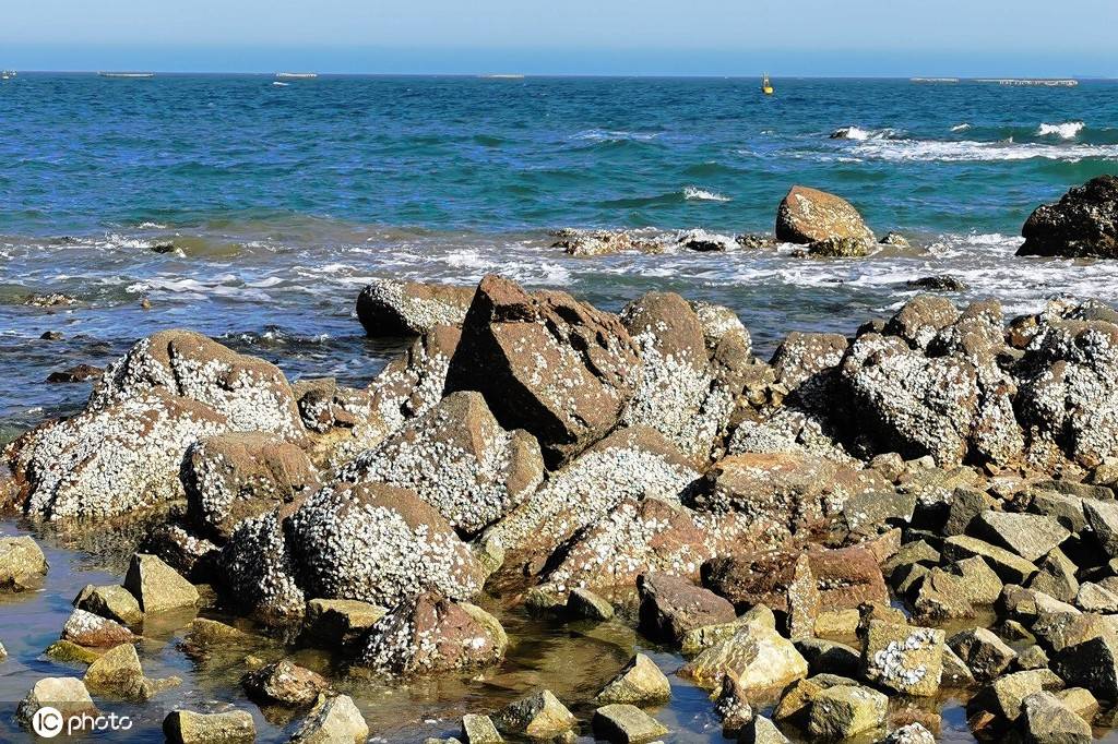 青岛海滨现海蛎子礁石群成独特景观