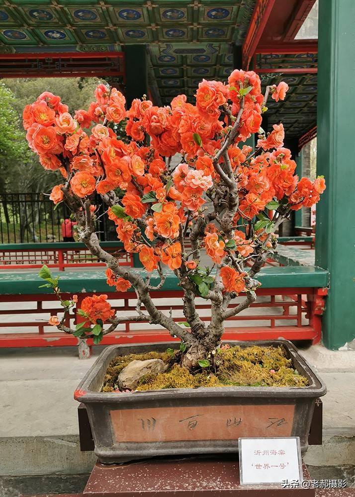 沂州海棠展在陶然亭华夏名亭园展出