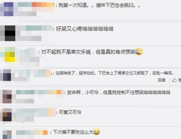心疼又好笑！猫咪打哈欠下巴脱臼：痛苦的秒变表情包