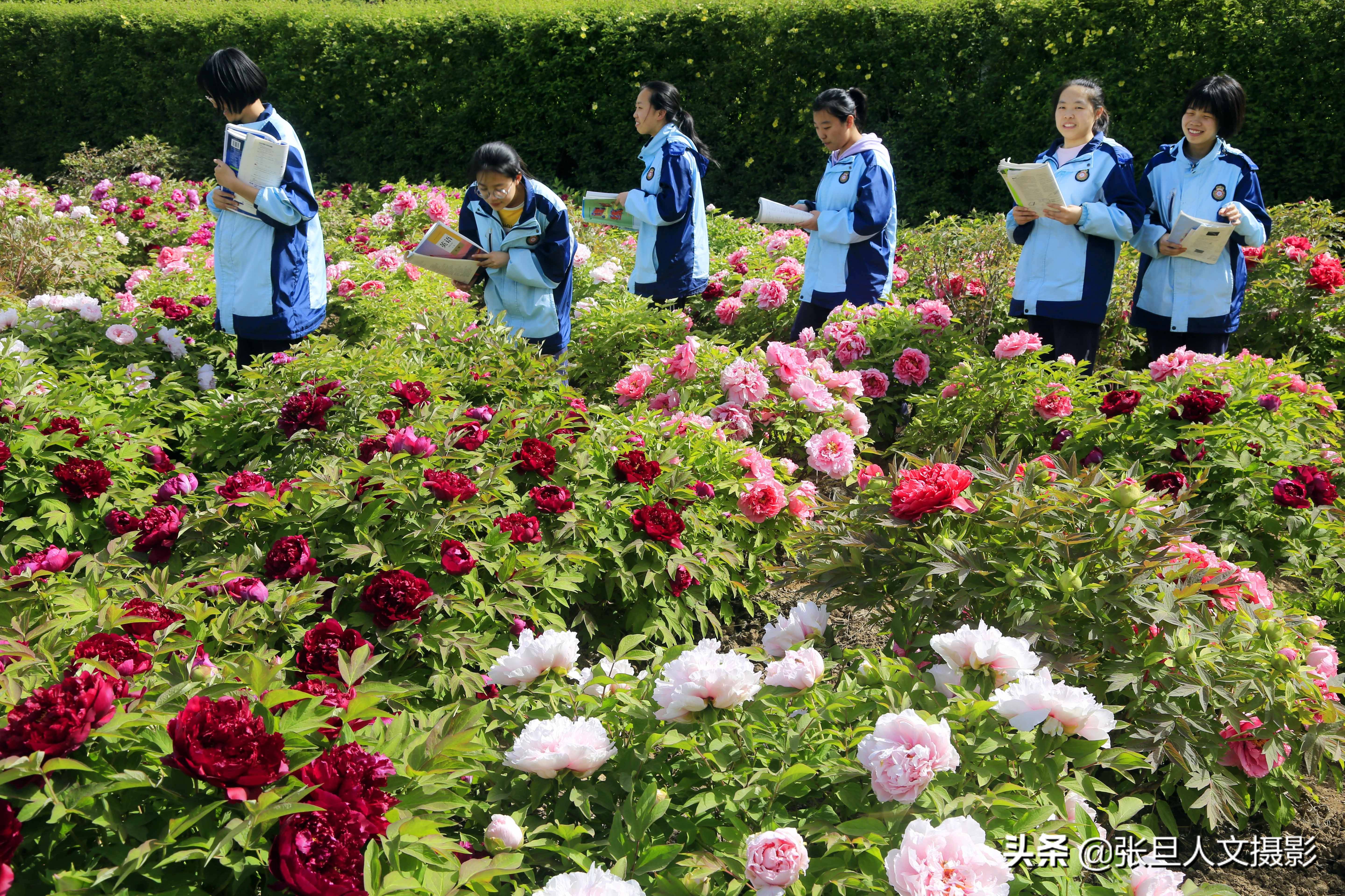 山西临汾一中校园几十个品种牡丹盛开拍了几张照片被香晕了