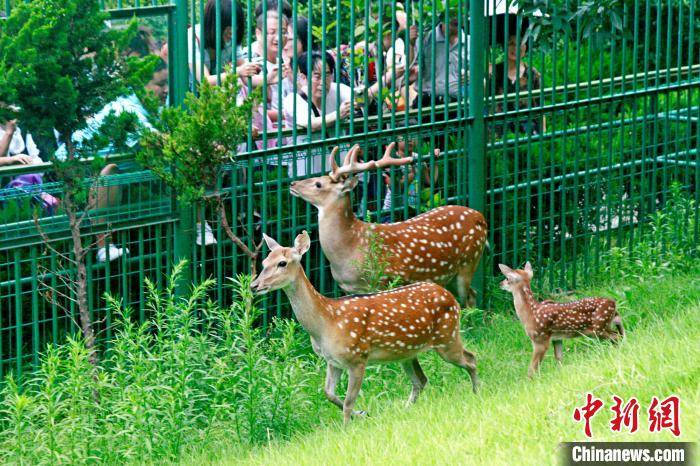 台湾梅花鹿和长鬃山羊入住威海刘公岛十周年_动物