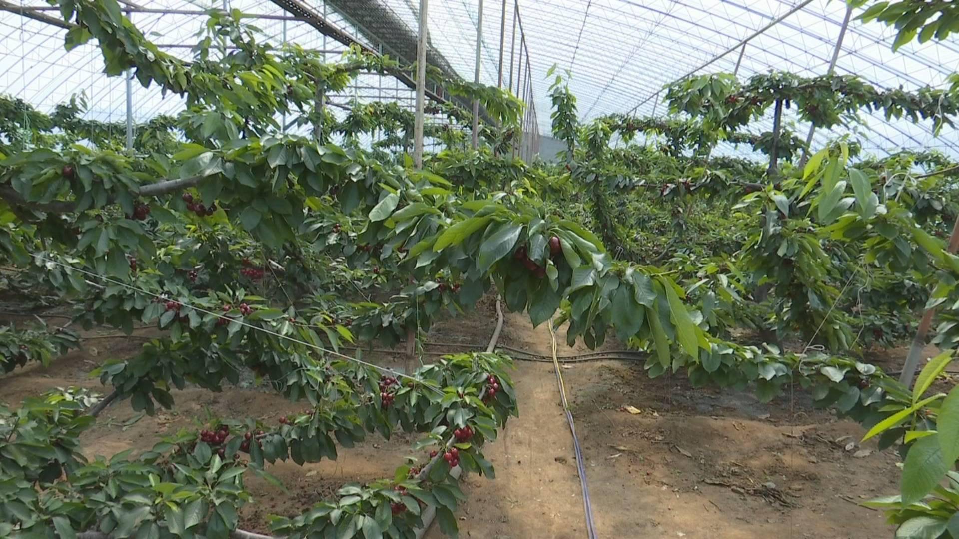 大魏家街道温室大樱桃成熟上市