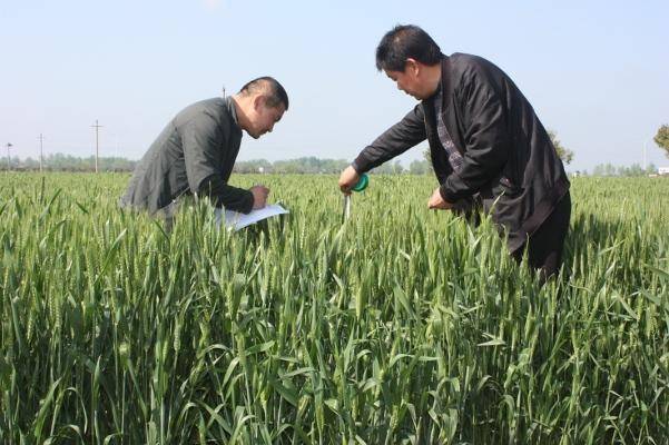 近日,唐河县气象局联合农业农村局深入龙潭,祁仪等乡镇开展小麦抽穗