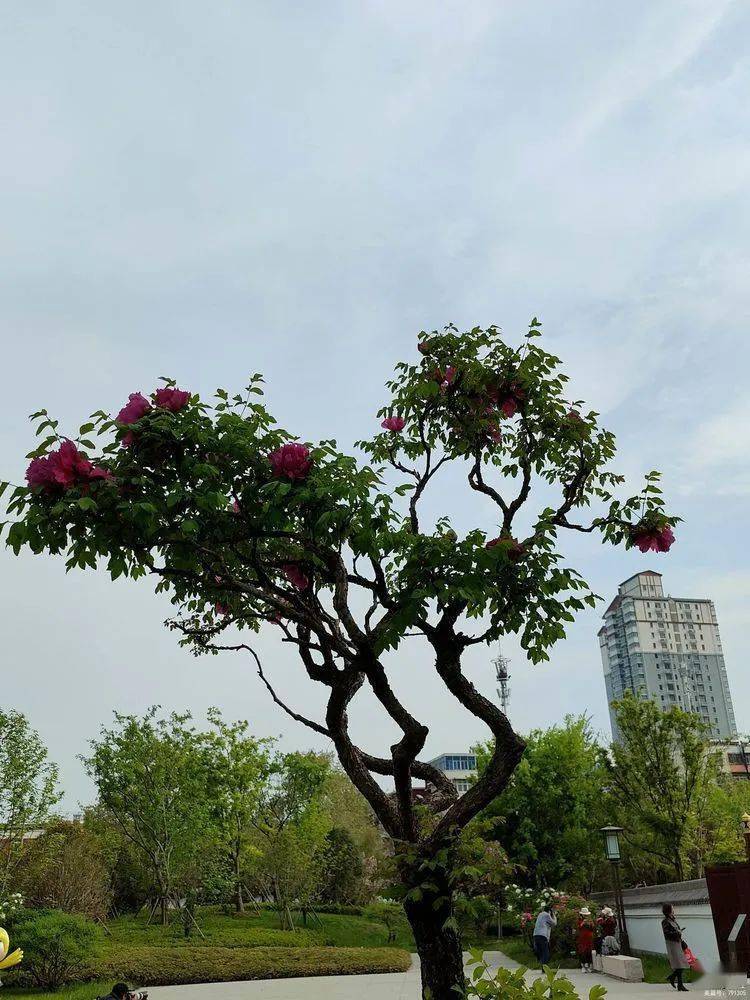 九洲池百年老牡丹花盛开