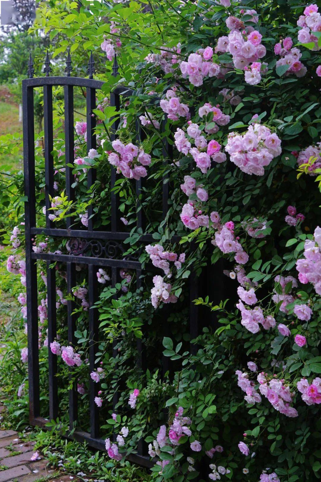 成都6个『蔷薇花秘境』,这两天去正合适!