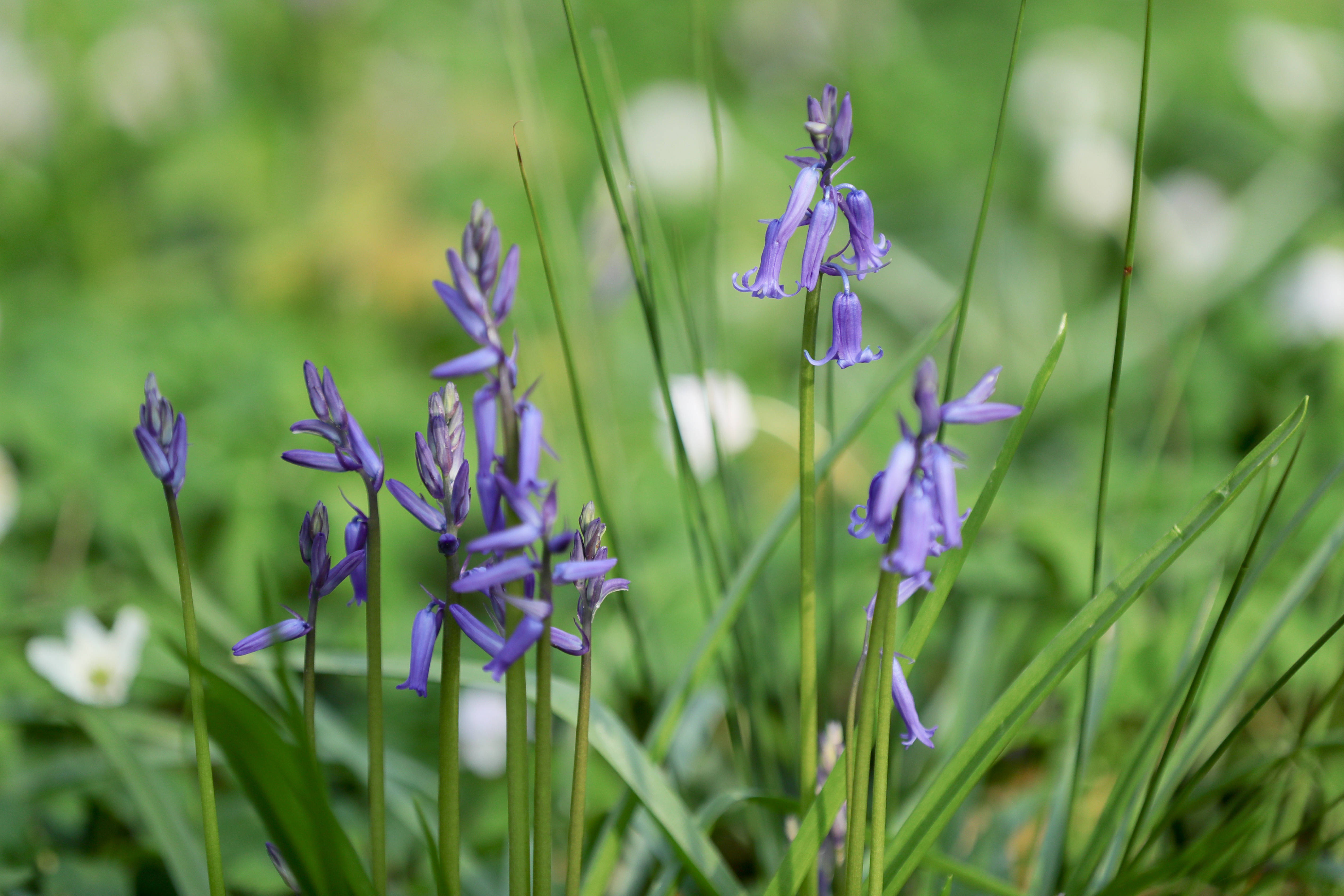 林中密语——走进比利时"紫花森林"