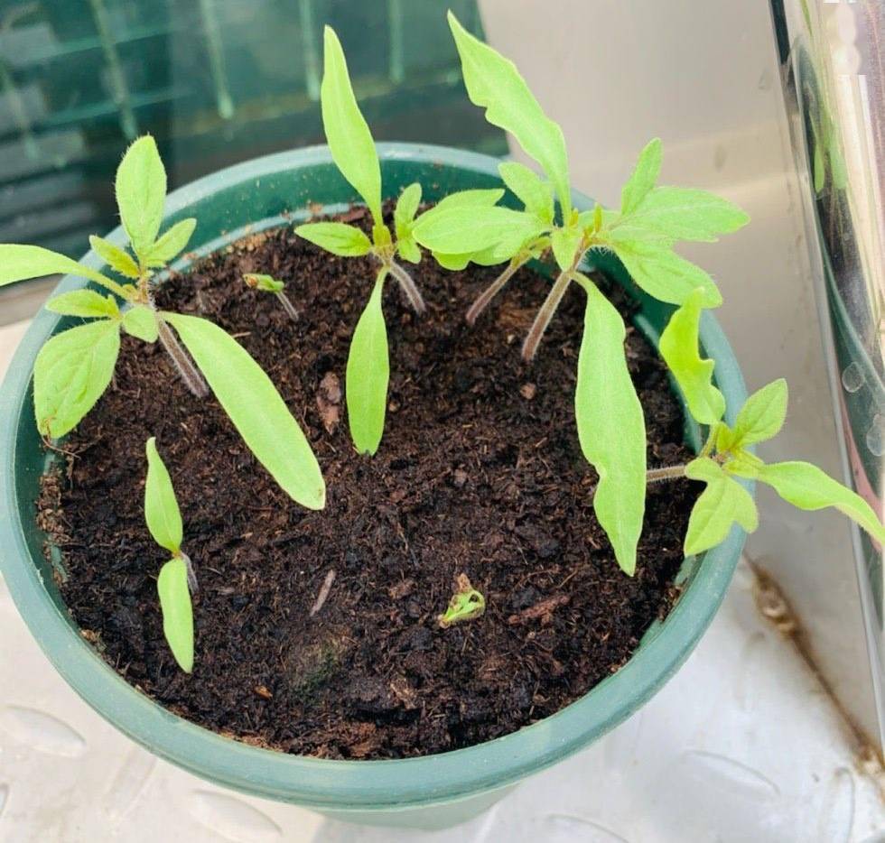 怎么种菜才能丰收 a1f07b729dd24e0aa5135be5c711504f.jpeg