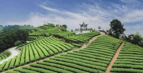 以茶会友助力产业发展，第九届茶旅节下周一开幕