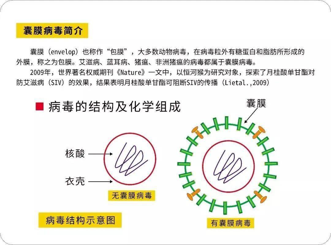 包膜病毒图片