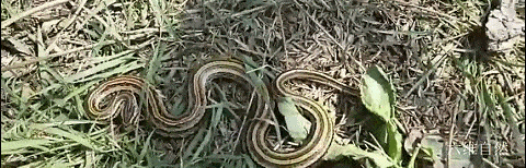 一条三线蛇闯入南宁一小区 长约2米 重约2斤 是无毒的锦蛇属 毒蛇