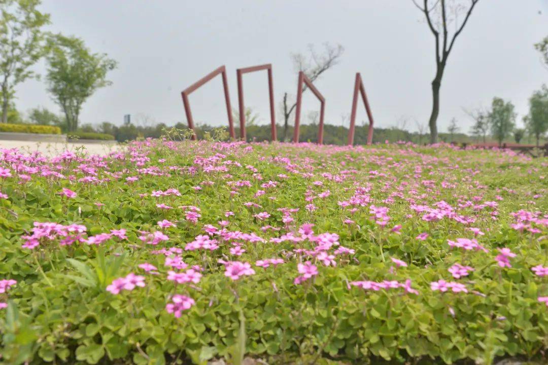 荒地野塘变身绿野仙踪丹阳又多一个休闲的好去处