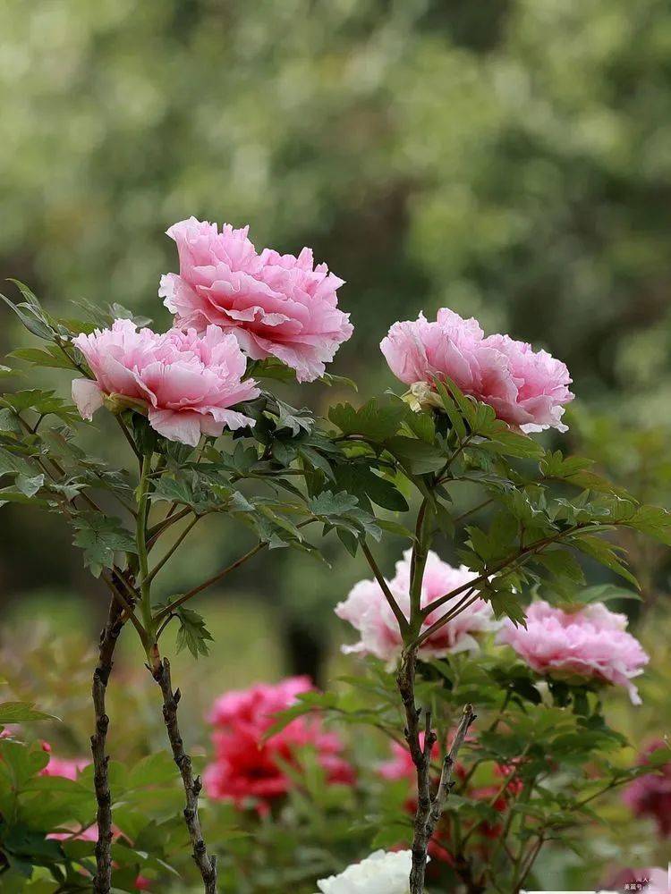 牡丹的花期是多久 cc6aaffbd13c40f4a29b6ba8df36a91c.jpeg