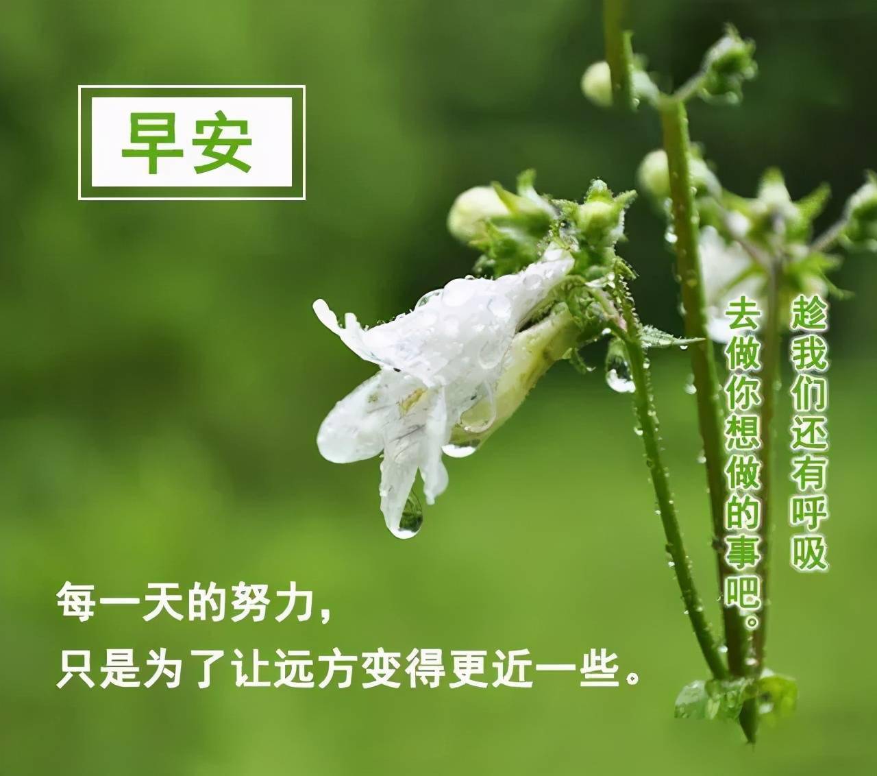 捎上我的祝福怀揣你的自信收获美好的一天早安