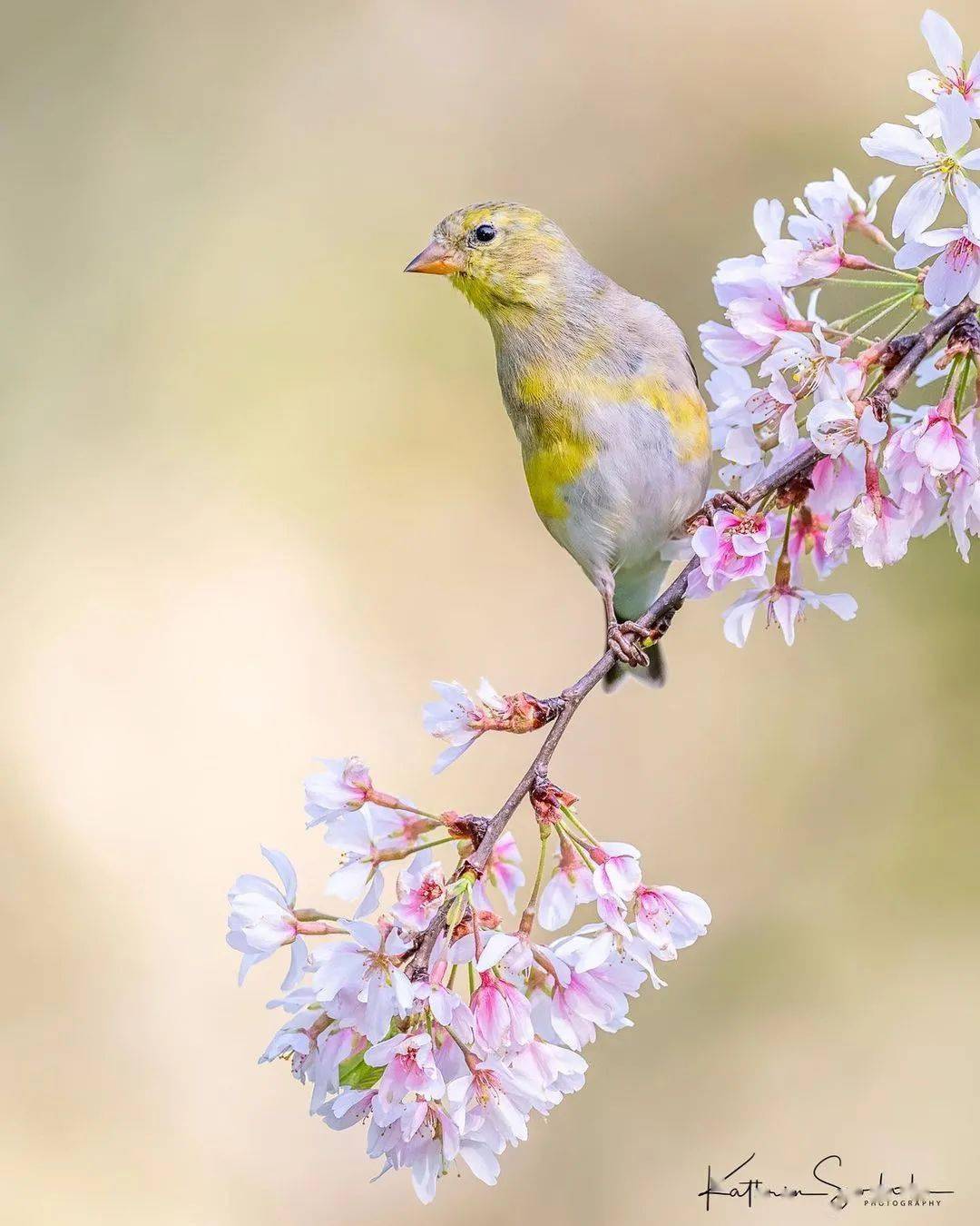 美麗生動花鳥圖