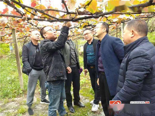 杨根根博士对中方县葡萄根瘤蚜防治进行跟踪研究