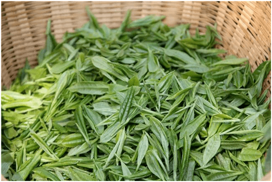 黔地多好茶安顺采茶去