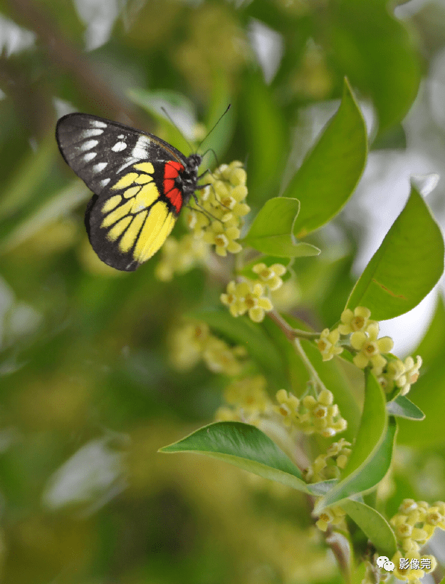 低调内敛的莞香花盛开等你来赏